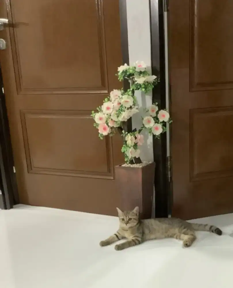 Bsh tabby betina 12 bulan betina nonped