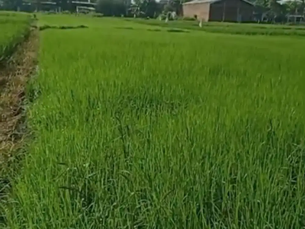 Tanah Sawah Strategis Pinggir Jalan Raya Mbamban. Dekat akses Tol Pakis, Bandara Abdul Rachman Saleh, RS Enggal,  Kabupaten Malang.NLMLG00012