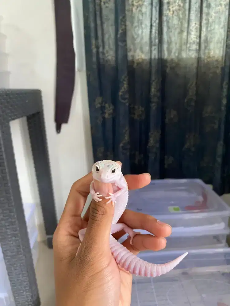 Gecko female cutie