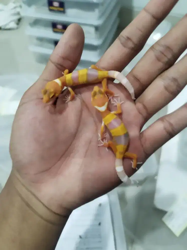 Gecko baby male