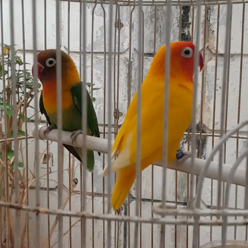 Dijual Lovebird 2 Ekor (Sepasang Hijau & Kuning) + Kandang