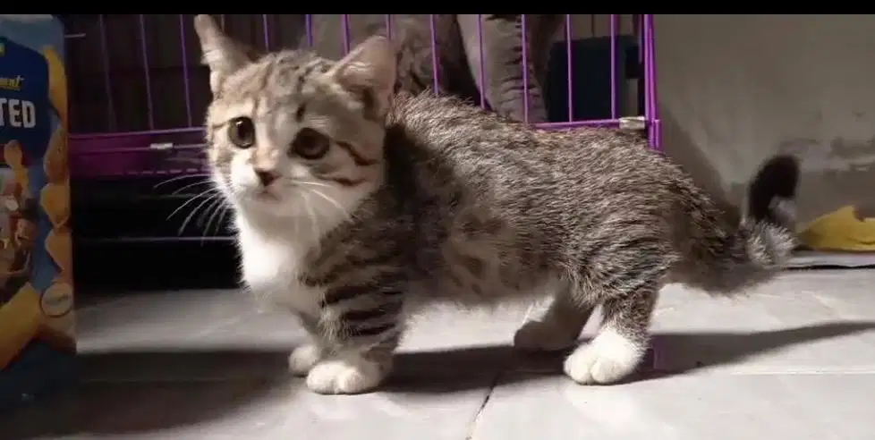 Kucing munchkin bsh british shorthair british short hair