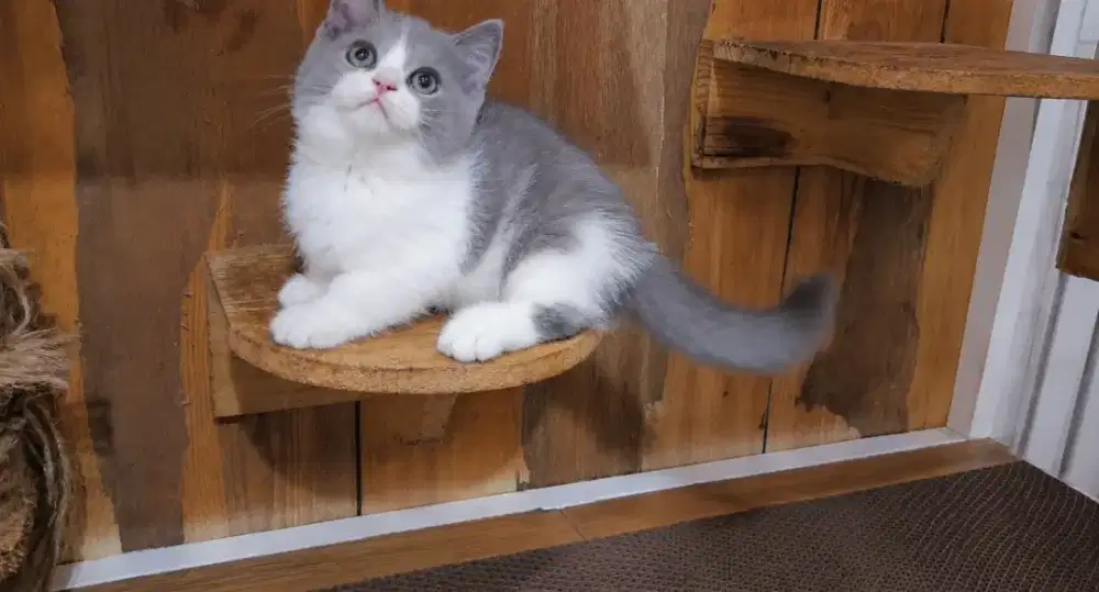 Kucing kitten munchkin bsh jantan bico blue