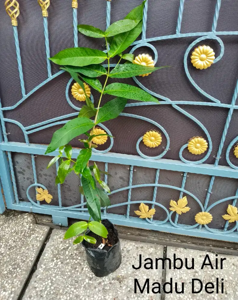 Tanaman Jambu Air Madu Deli