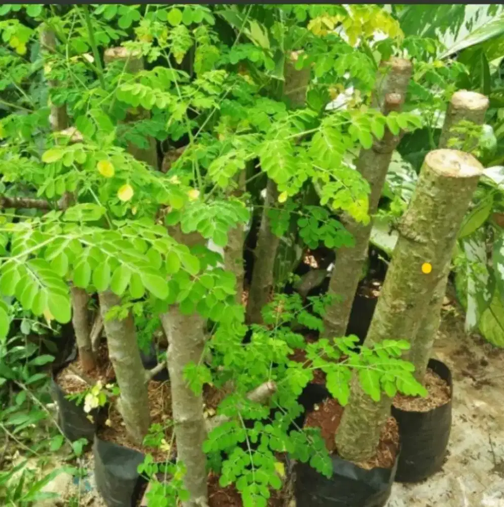 Pohon kelor stek