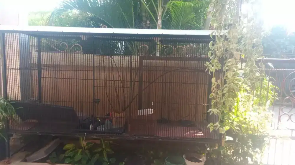 jual kandang aviari minimali