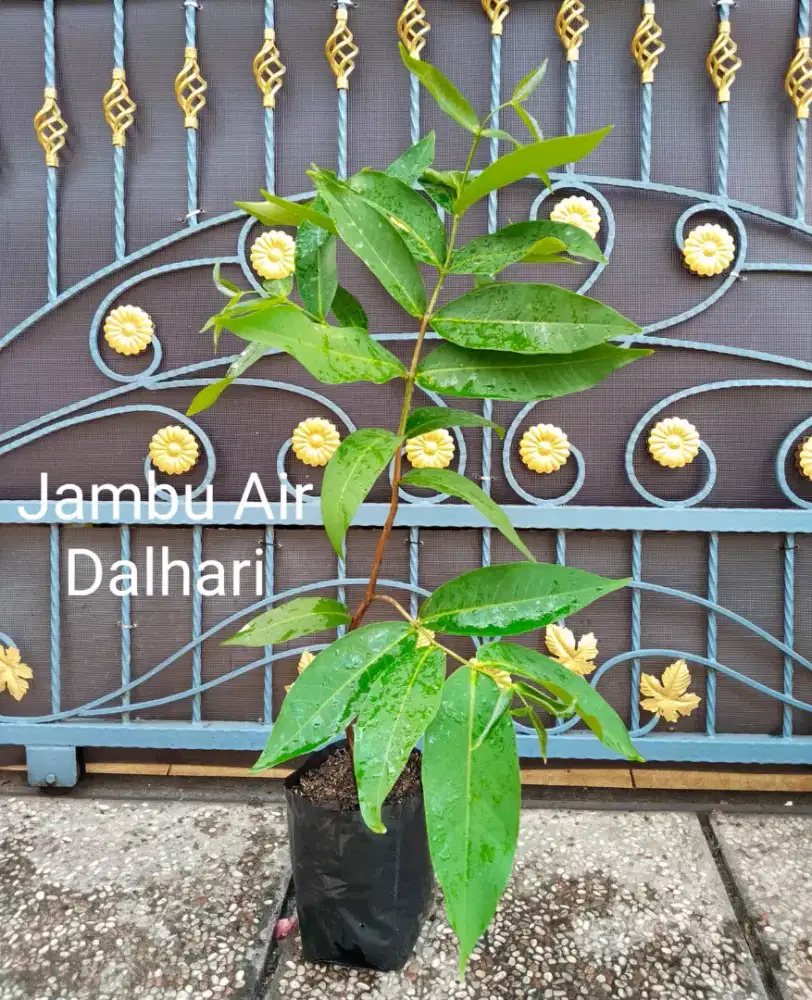 Tanaman Jambu Air Dalhari Merah Manis
