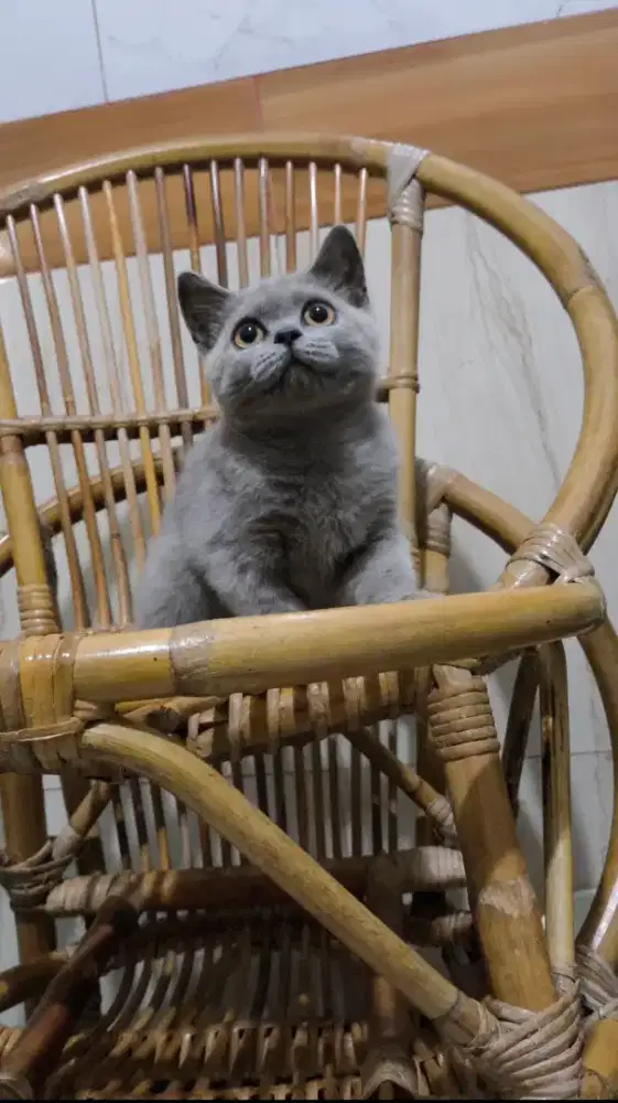 Bsh blue usia 3 bulan murah