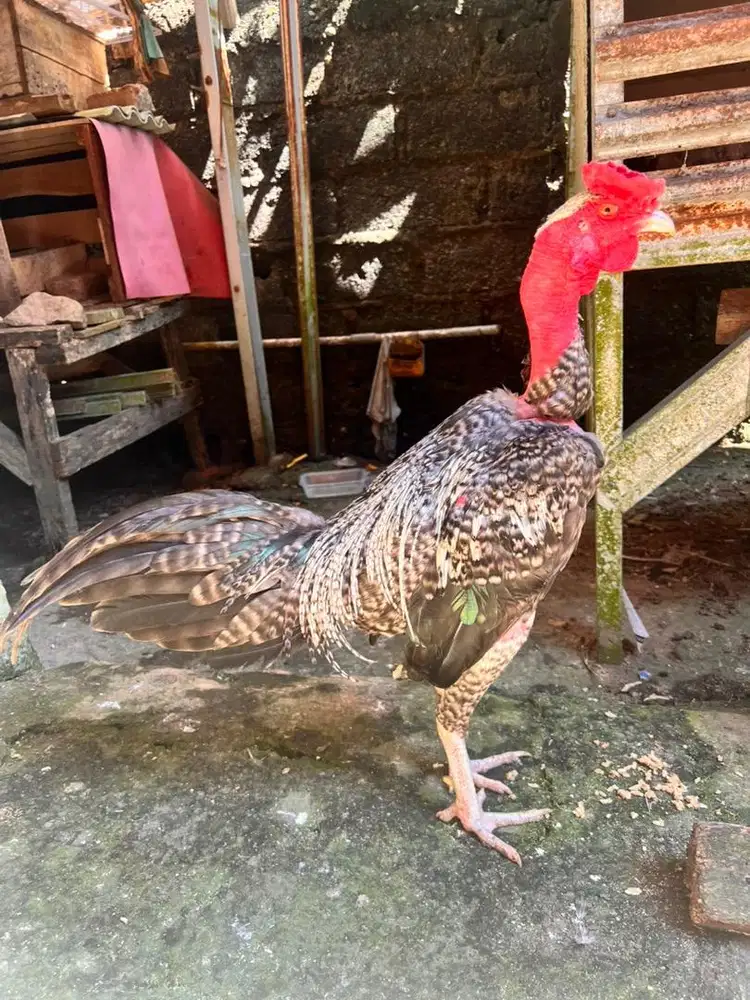 Ayam saigon, ayam gundul, ayam bangkok