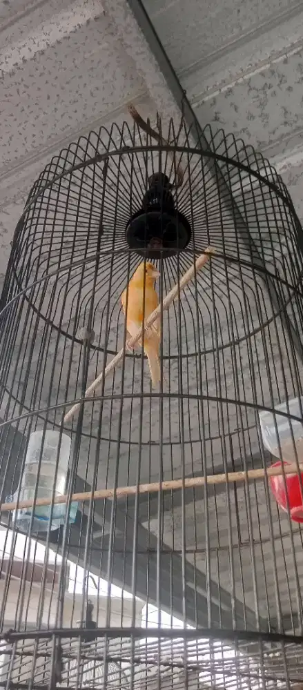 Burung kenari lokal