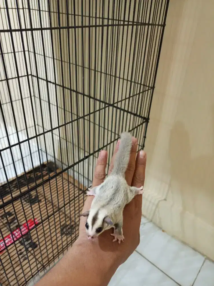 Sugar Glider Platinum Betina
