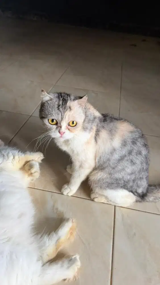 kucing scottish fold betina