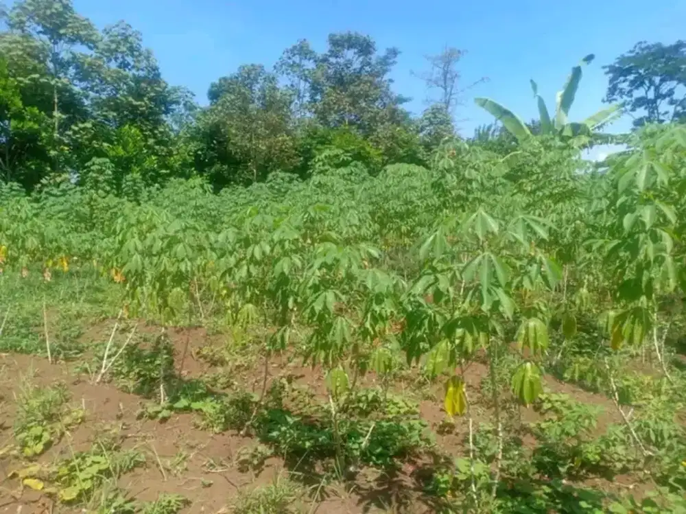 Jual tanah kebun