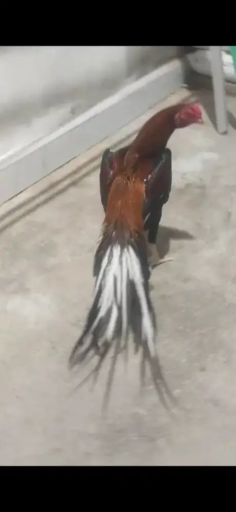 Anak ayam ekor lidi umur 3 minggu