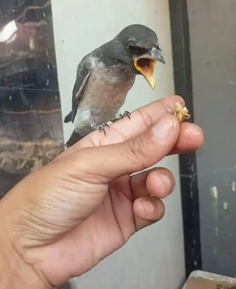 Burung kekep anakan