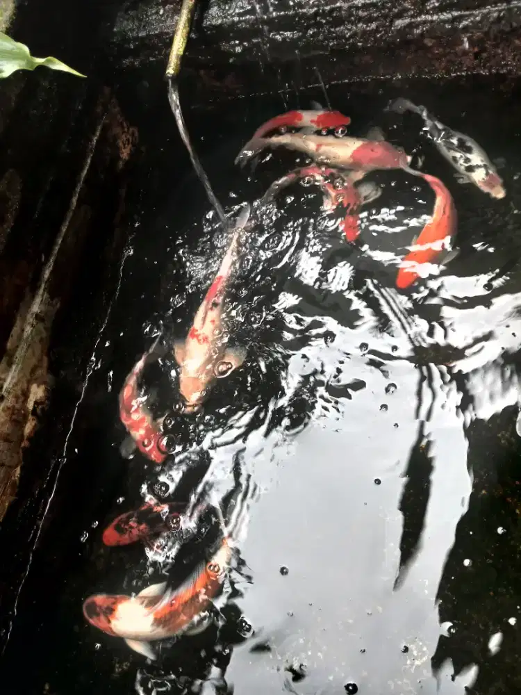 Jual murah ikan koi
