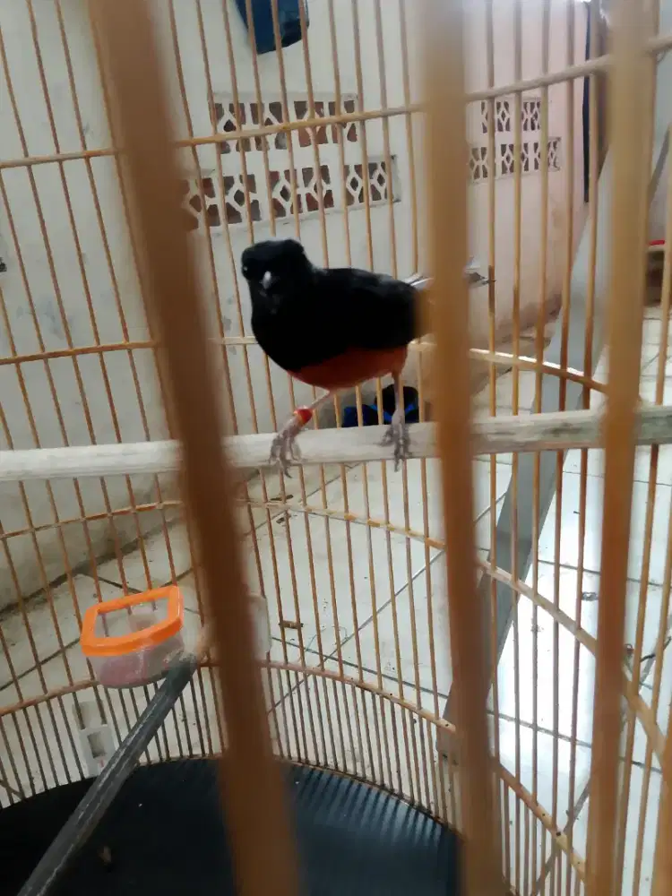 Di jual burung murai batu medan
