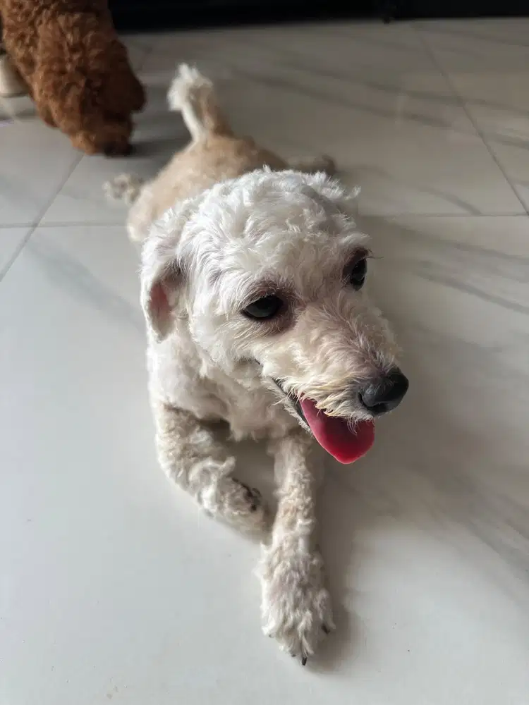 Anjing Poodle putih