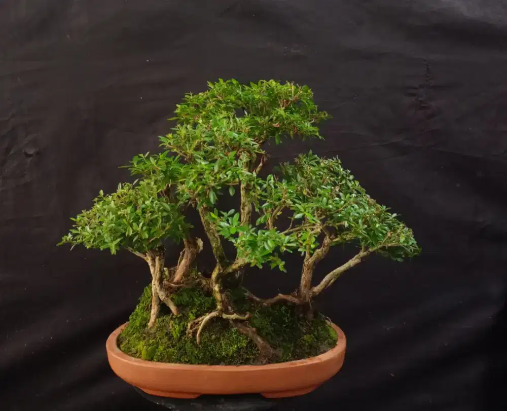 Bonsai serisa poetida