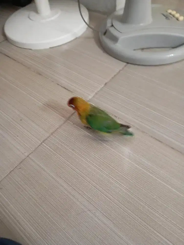 burung Lovebird jinak