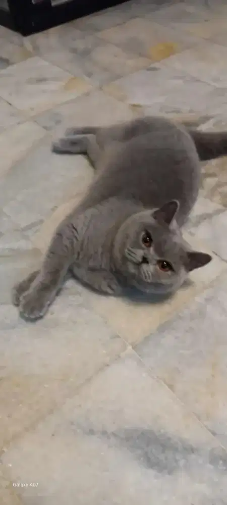 BSH Blue solid, Betina (Ziva)