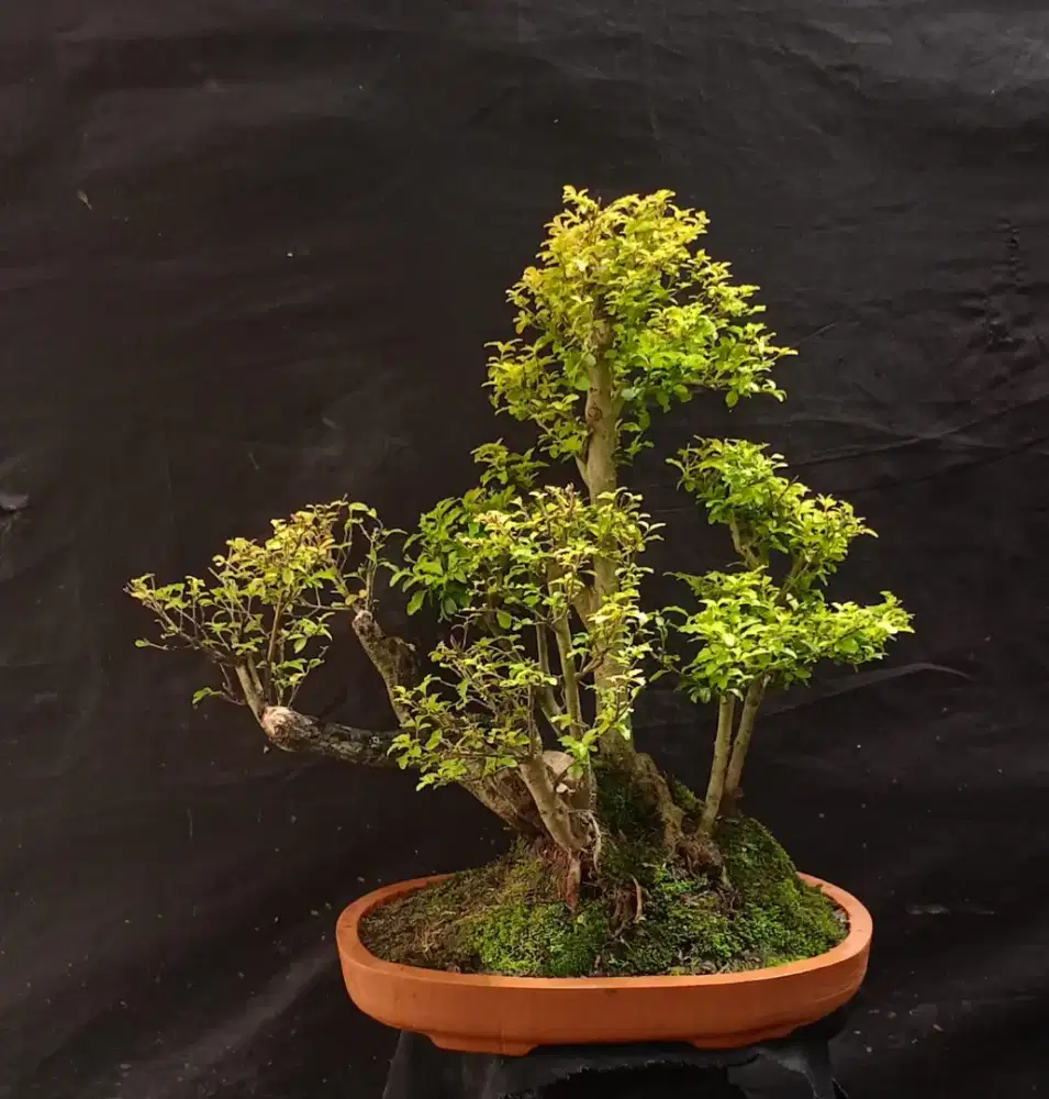Bonsai legistrum gold