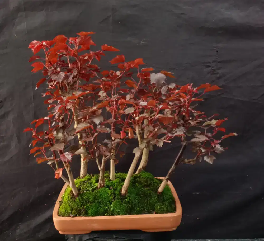 Bonsai red panama