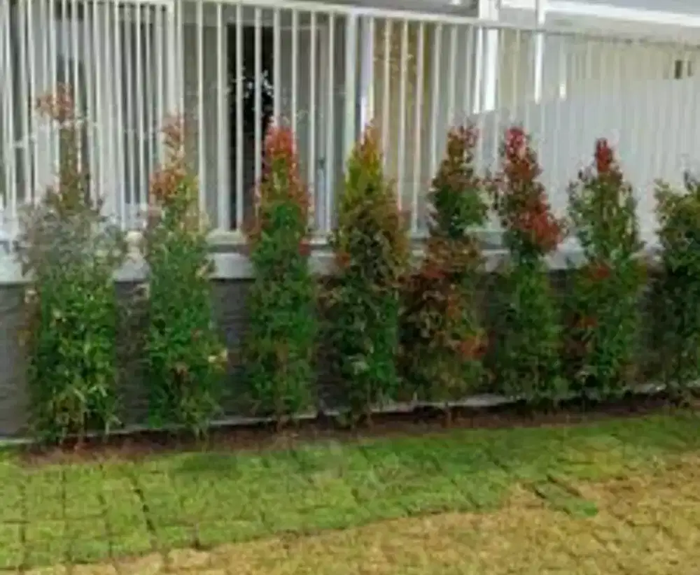 Pohon pucuk merah