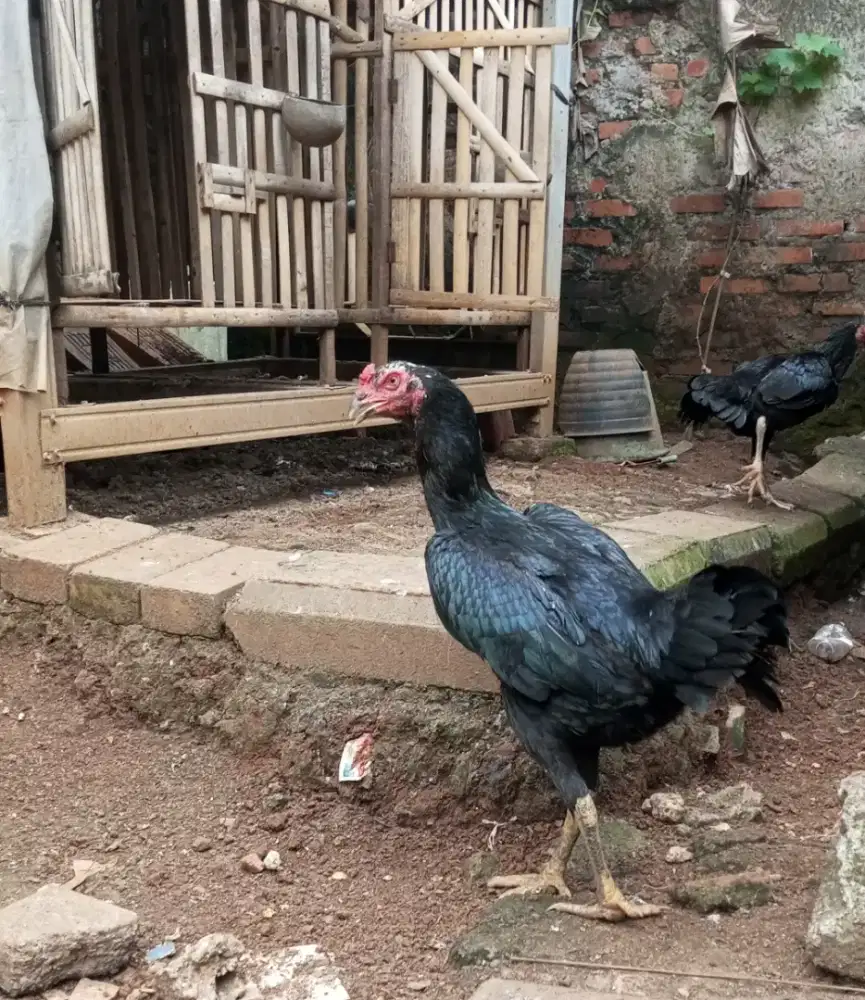 ayam bangkok indukan big size