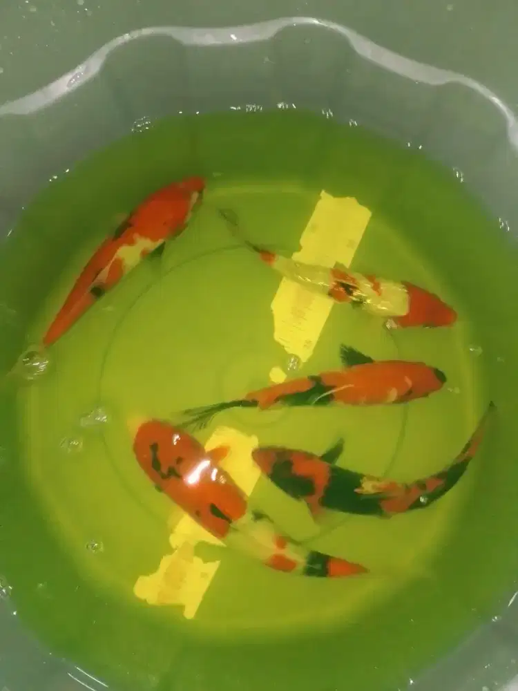 Ikan koi jenis Showa grade A Blitar 27cm