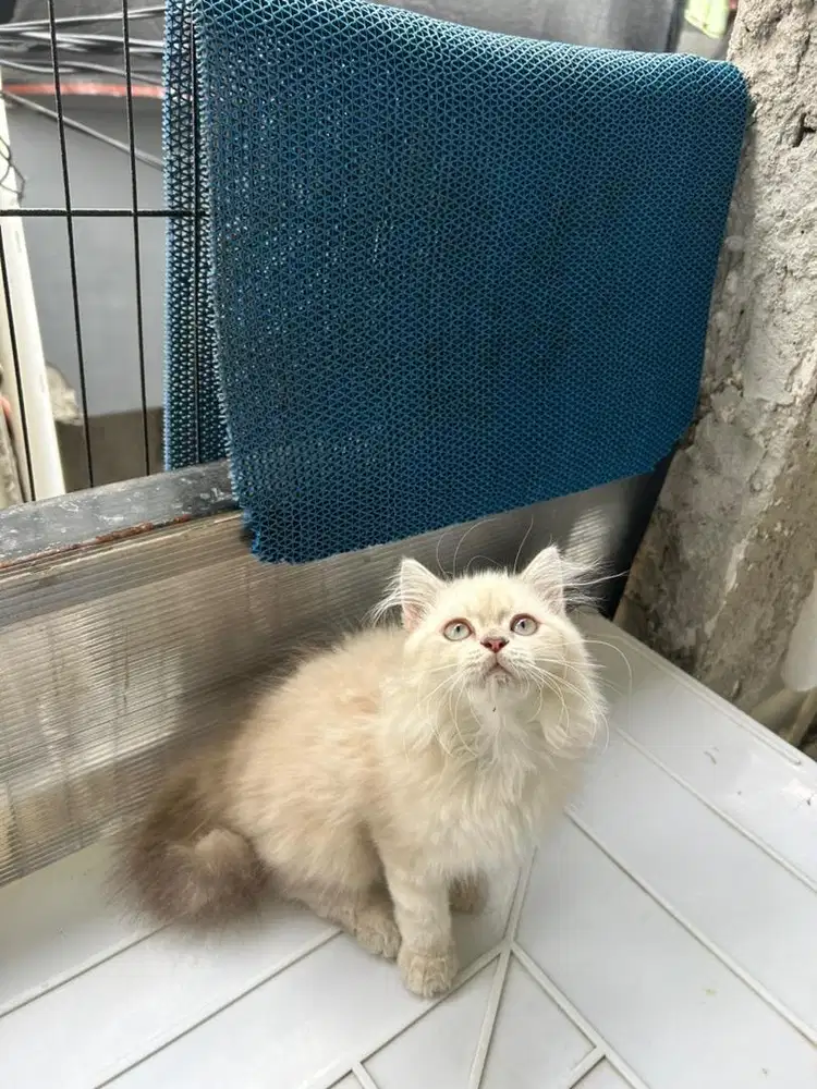 Kitten persia himalaya
