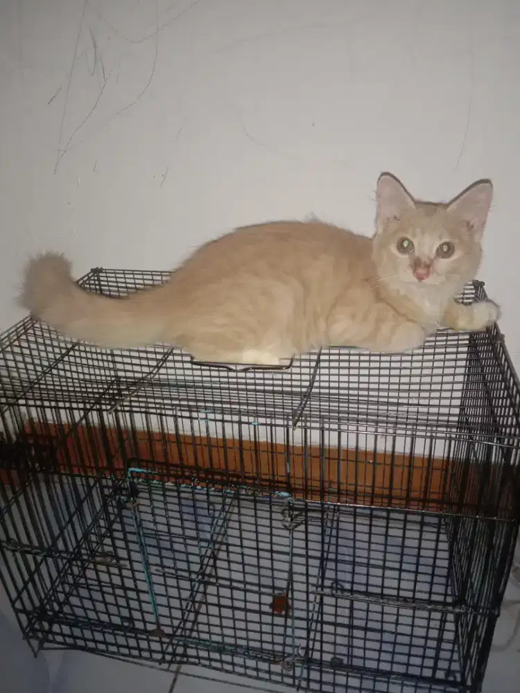 Anakan kucing anggora umur 4 bulan