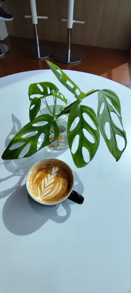 Tanaman Hias Air Monstera, Bambu hoky, Binahong