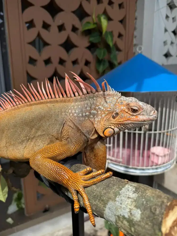 Iguana red dewasa jantan