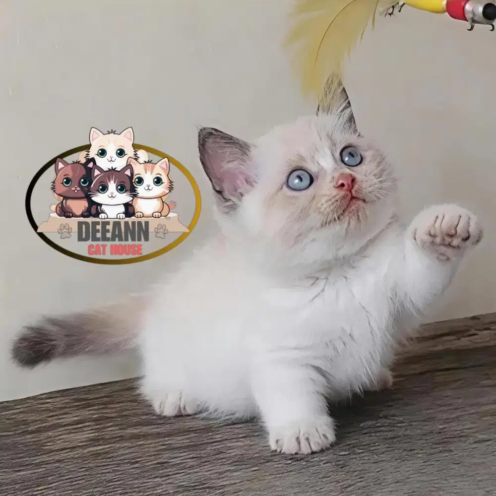 Kucing Munckin Ragdoll Blue Eyes (Pure)