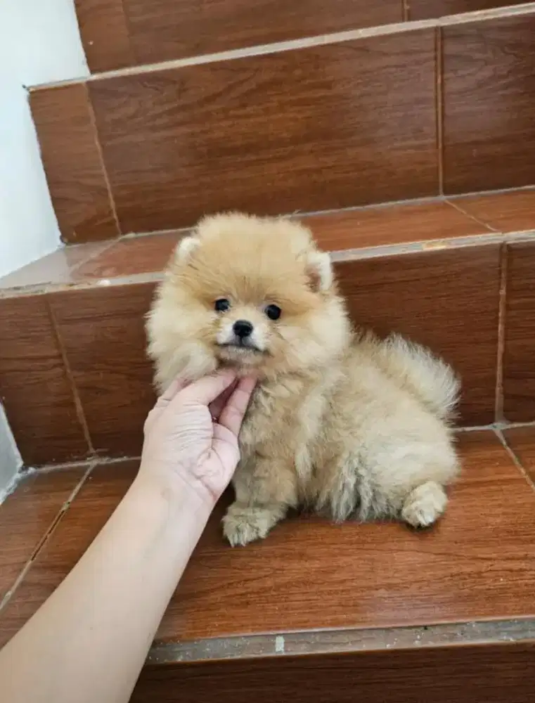 Mini pom betina puppies