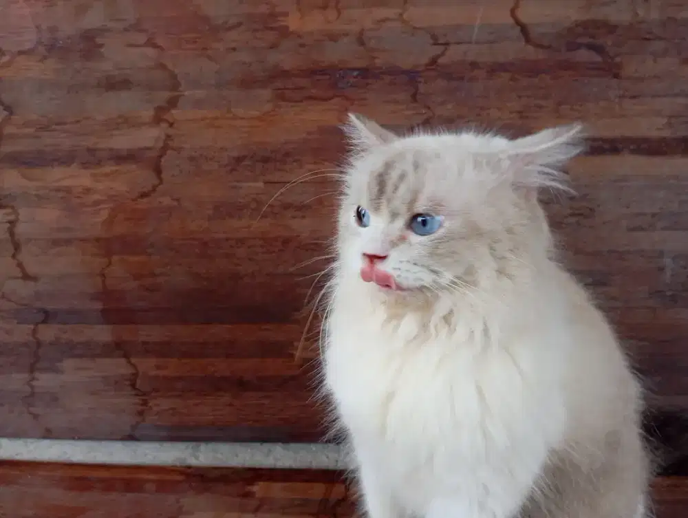 Kucing ragdol jantan gembul