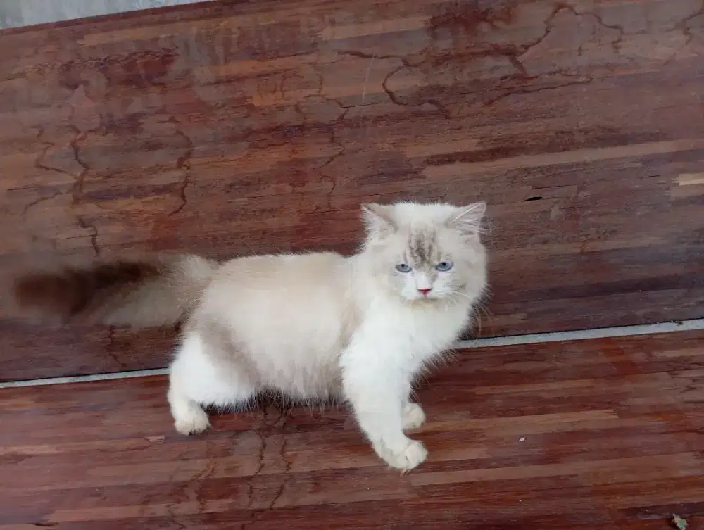 Kucing ragdol jantan gembul