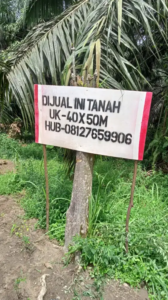 Tanah bonus sawit