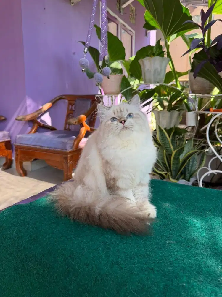 Kucing Ragdoll Betina 5bulan