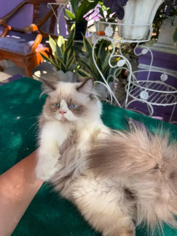 Kucing Ragdoll Jantan 5bulan
