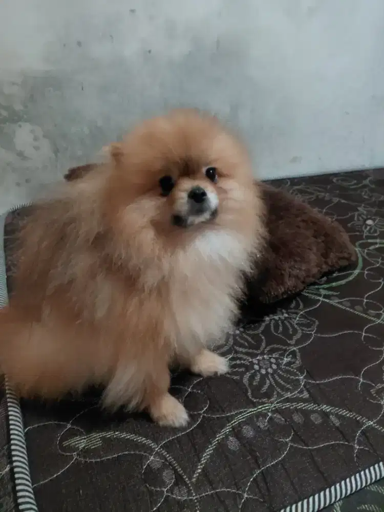 Anjing mini Pomeranian jantan pom jantan kualitas champion