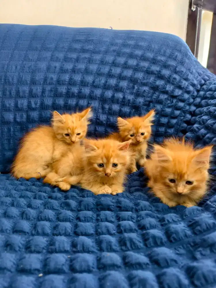 4 kucing 600 aja
