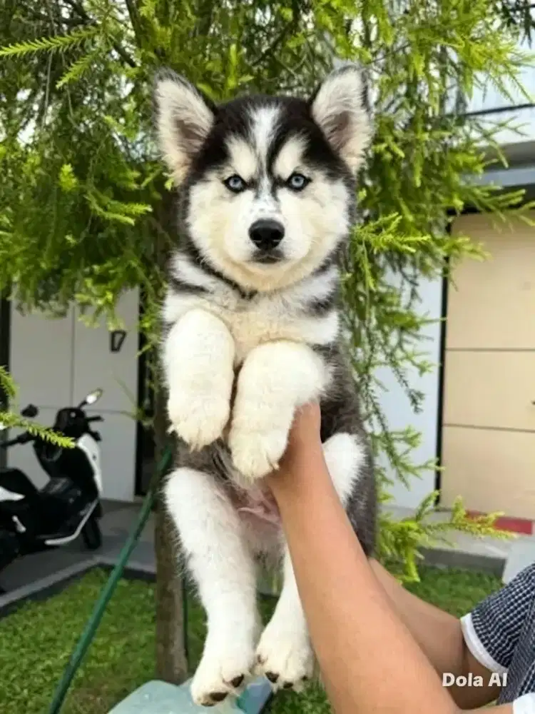 Jula Husky jantan gembul
