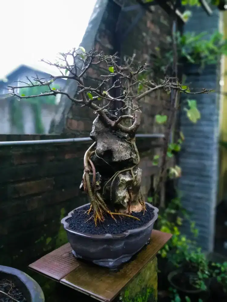Jual bonsai Wringin OTR