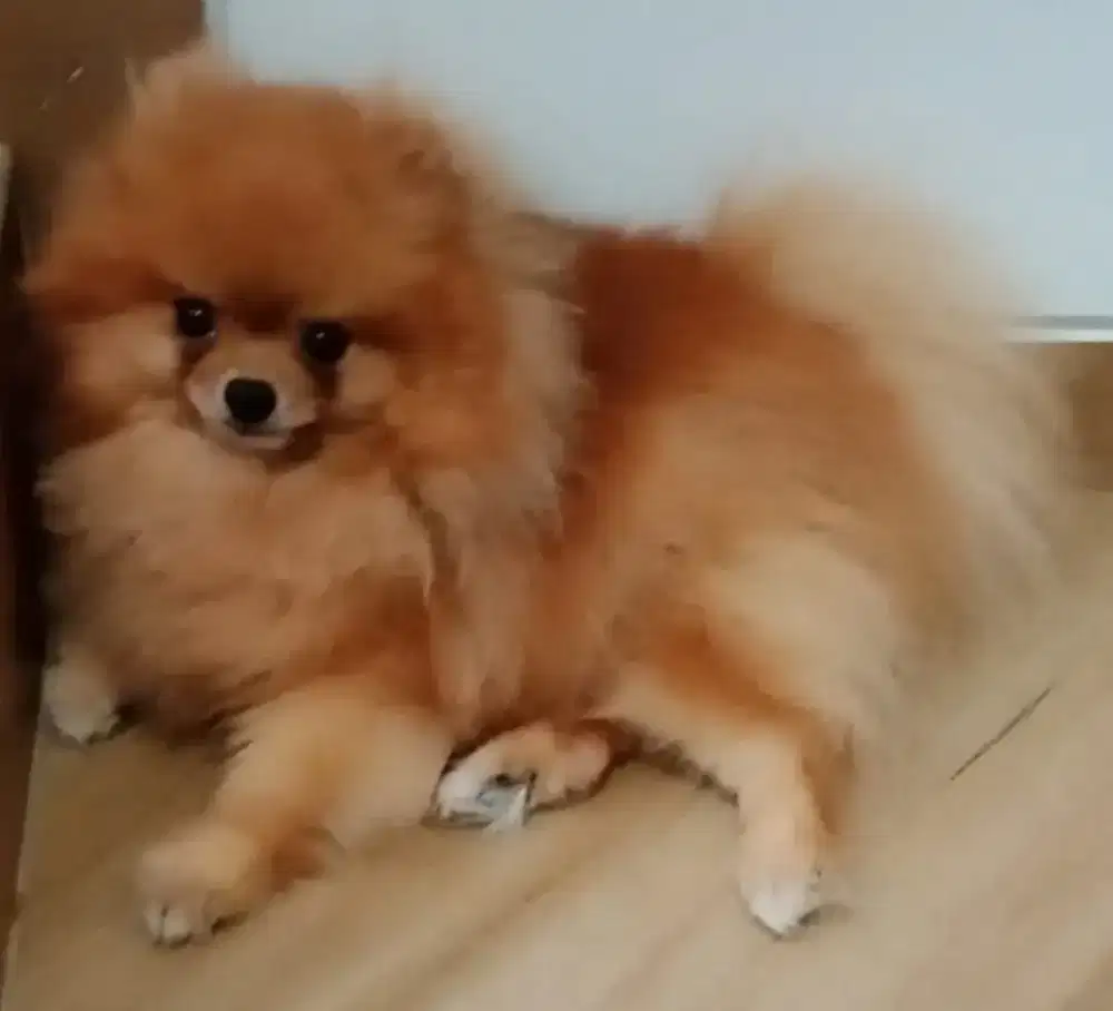 Anjing Dogi Jantan mini Pomeranian umur 1thn