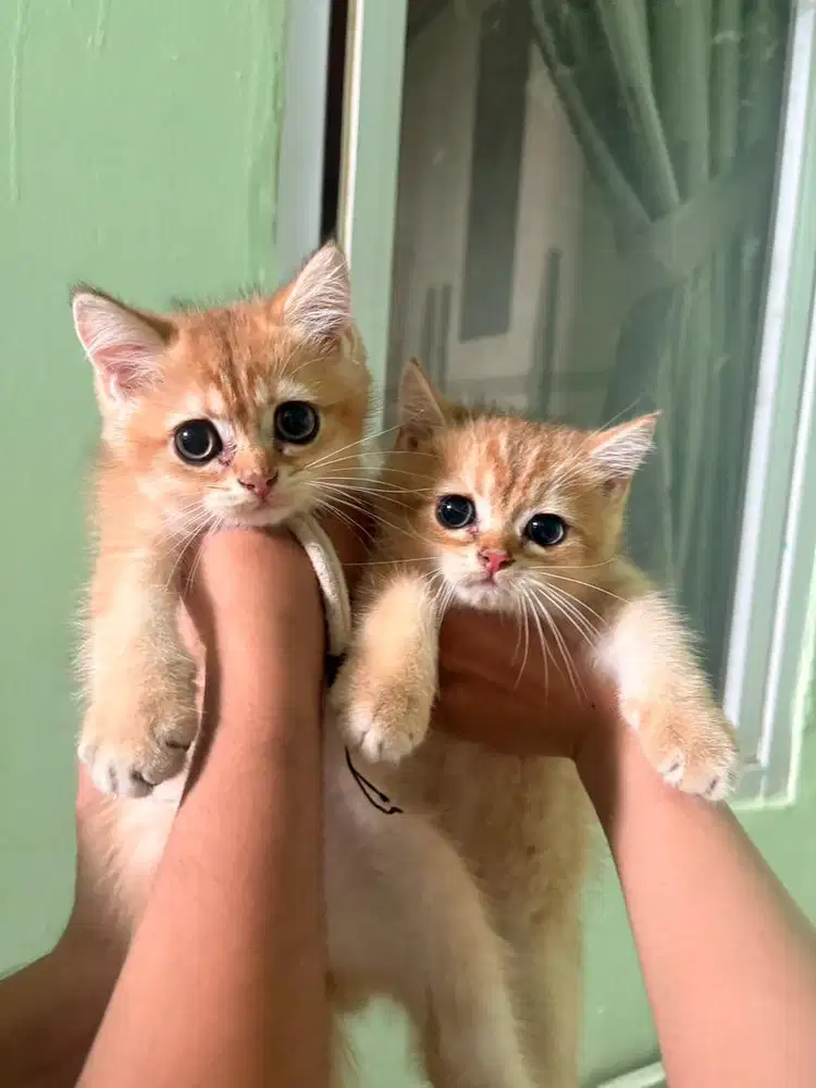 Kucing British shorthair (bsh) golden