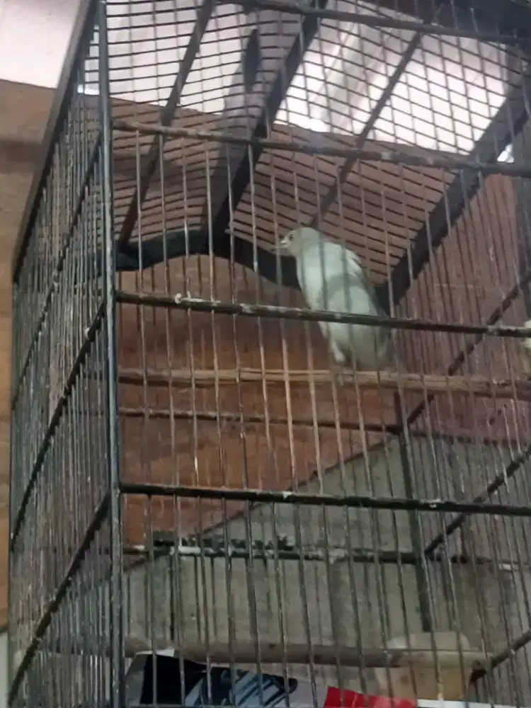 Burung jalak sutra