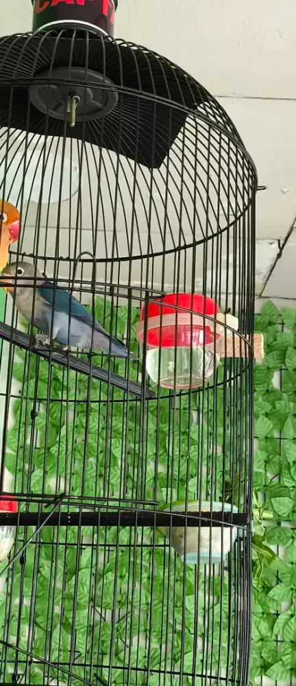 Jual lovebird cobalt biru