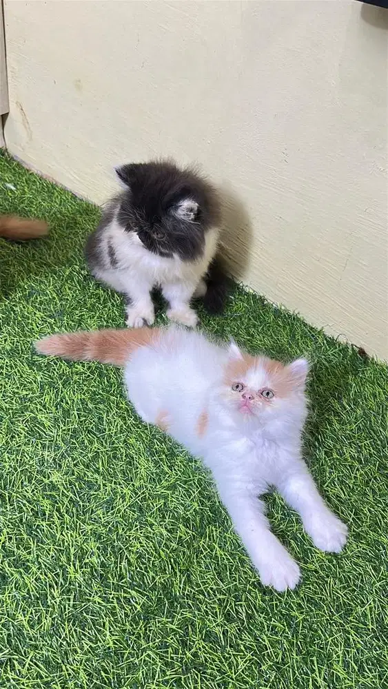 Persia flatnose longhair